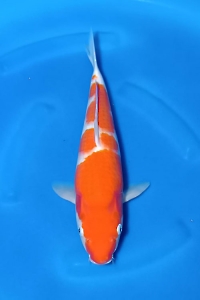 N-2861-01-KOHAKU-35CM-MALE-BLITAR