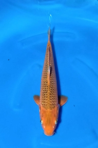 N-2864-04-AKAMATSUBA-36CM-MALE-BLITAR