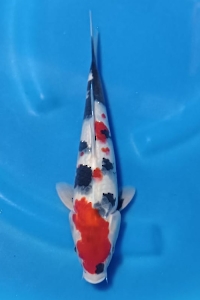 N2879-09, SHOWA 26 CM MALE-BLITAR