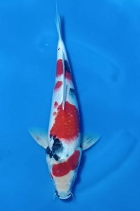 N2880-10-SHOWA 30 CM MALE BLITAR